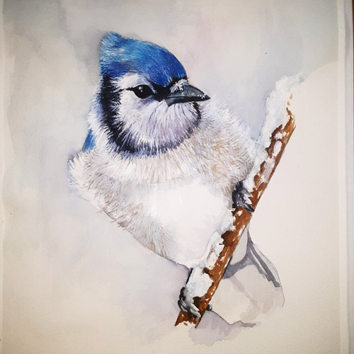 Blue Jay Painting